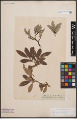 Foto von Salix cinerea L. x Salix lapponum L.